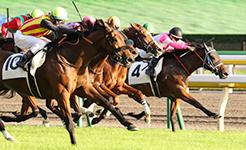 公営競技、競馬のイメージ図